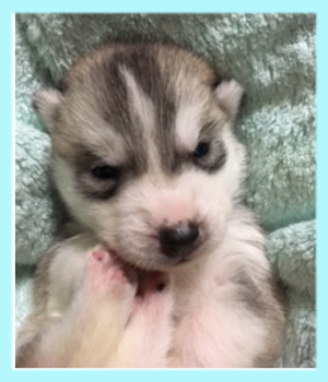 シベリアンハスキー　シルバー＆ホワイト　オス　子犬販売の専門店　AngelWan　横浜