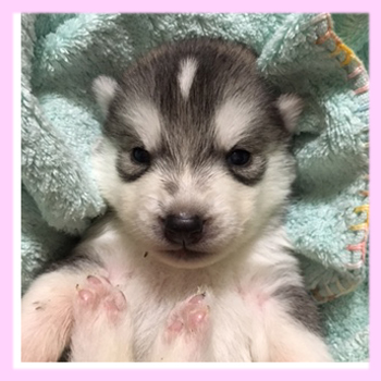 シベリアンハスキー　シルバー＆ホワイト　メス　子犬販売の専門店　AngelWan　横浜