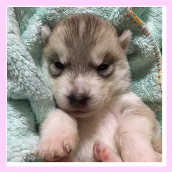 シベリアンハスキー　シルバー＆ホワイト　メス　子犬販売の専門店　AngelWan　横浜