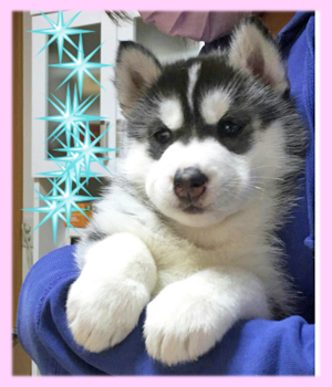 シベリアンハスキー　ブラック＆ホワイト　メス　子犬販売の専門店　AngelWan　横浜