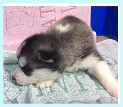 シベリアンハスキー ブラック&ホワイト オス 子犬販売の専門店 AngelWan 横浜