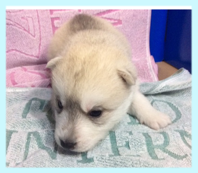 シベリアンハスキー　シルバー＆ホワイト　オス　子犬販売の専門店　AngelWan　横浜