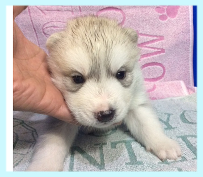 シベリアンハスキー　シルバー＆ホワイト　オス　子犬販売の専門店　AngelWan　横浜