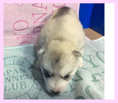 シベリアンハスキー　シルバー＆ホワイト　メス　子犬販売の専門店　AngelWan　横浜