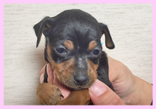 ミニチュアピンシャー　ブラックタン　メス　子犬販売の専門店　AngelWan　横浜