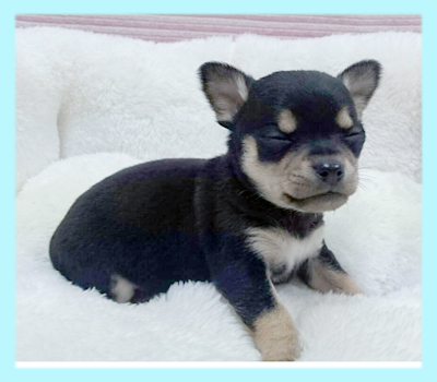 チワワ　スムース　ブラックタン＆ホワイト　オス　子犬販売の専門店　AngelWan　横浜