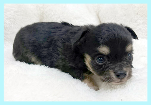 チワワ ブラックタン オス 子犬販売の専門店 AngelWan 横浜