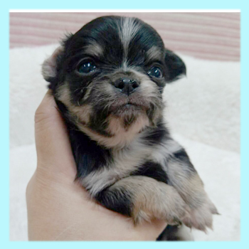 チワワ　ブラックタン＆ホワイトマーキング　オス　子犬販売の専門店　AngelWan　横浜