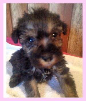 ミックス　シュナプー　ソルト＆ペッパー　メス　子犬販売の専門店　AngelWan　横浜