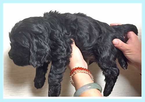 イングリッシュコッカースパニエル ブラック オス 子犬販売の専門店 AngelWan 横浜