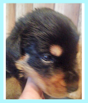 ロットワイラー　オス　子犬販売の専門店　AngelWan　横浜