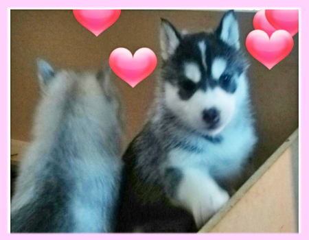 シベリアンハスキー　ブラック＆ホワイト　メス　子犬販売の専門店　AngelWan　横浜