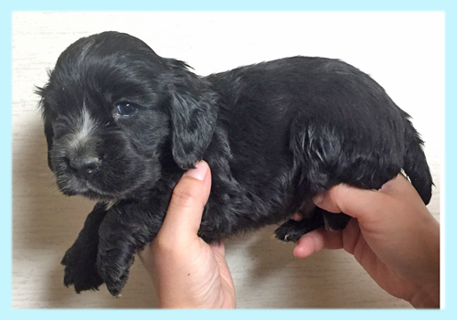イングリッシュコッカースパニエル ブラック オス 子犬販売の専門店 AngelWan 横浜