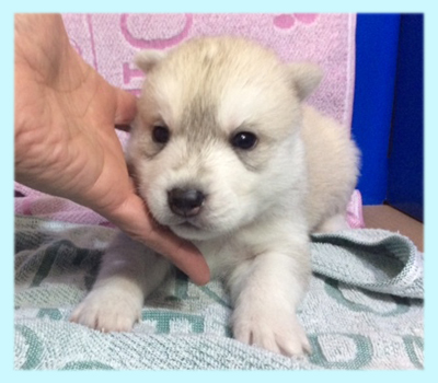 シベリアンハスキー　シルバー＆ホワイト　オス　子犬販売の専門店　AngelWan　横浜