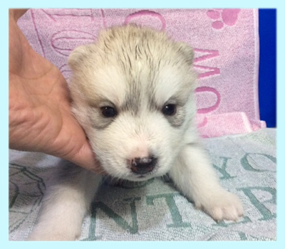 シベリアンハスキー　シルバー＆ホワイト　オス　子犬販売の専門店　AngelWan　横浜