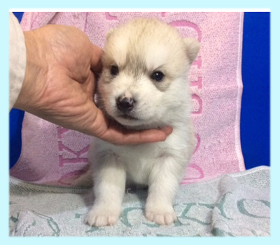 シベリアンハスキー　シルバー＆ホワイト　オス　子犬販売の専門店　AngelWan　横浜
