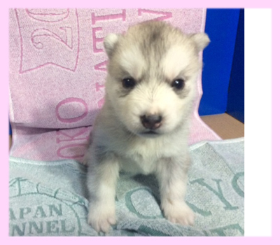 シベリアンハスキー　シルバー＆ホワイト　メス　子犬販売の専門店　AngelWan　横浜