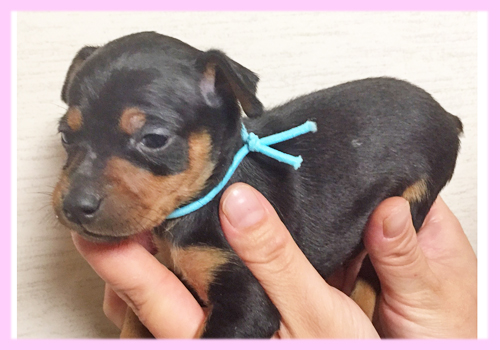 ミニチュアピンシャー　ブラックタン　メス　子犬販売の専門店　AngelWan　横浜