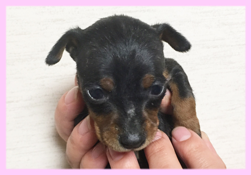 ミニチュアピンシャー　ブラックタン　メス　子犬販売の専門店　AngelWan　横浜