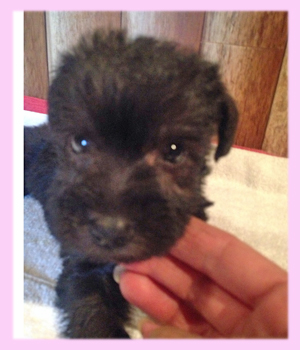 ミックス　シュナプー　ブラック　メス　子犬販売の専門店　AngelWan　横浜