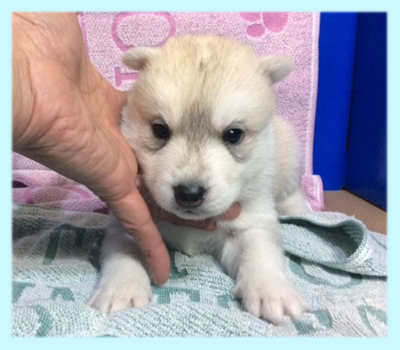 シベリアンハスキー　シルバー＆ホワイト　オス　子犬販売の専門店　AngelWan　横浜