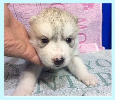 シベリアンハスキー　シルバー＆ホワイト　オス　子犬販売の専門店　AngelWan　横浜