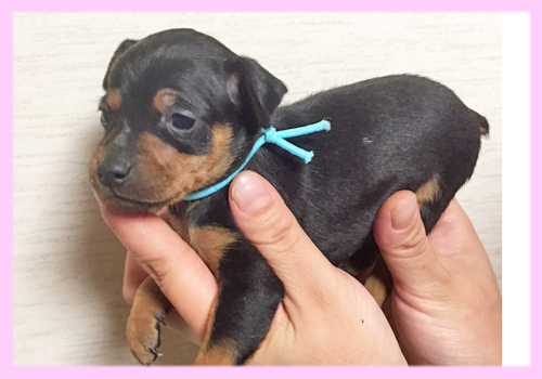 ミニチュアピンシャー　ブラックタン　メス　子犬販売の専門店　AngelWan　横浜