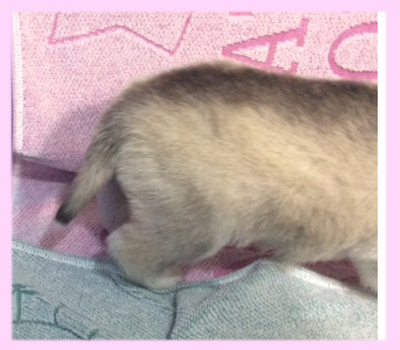 シベリアンハスキー　シルバー＆ホワイト　メス　子犬販売の専門店　AngelWan　横浜