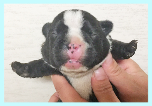 フレンチブルドッグ　パイド　オス　子犬販売の専門店　AngelWan　横浜