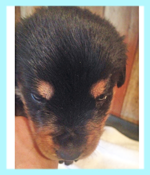 ロットワイラー　オス　子犬販売の専門店　AngelWan　横浜