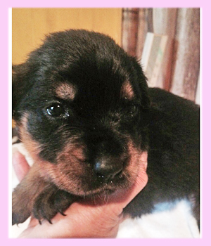 ロットワイラー　メス　子犬販売の専門店　AngelWan　横浜