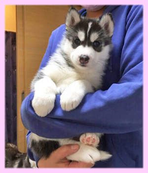 シベリアンハスキー　ブラック＆ホワイト　メス　子犬販売の専門店　AngelWan　横浜