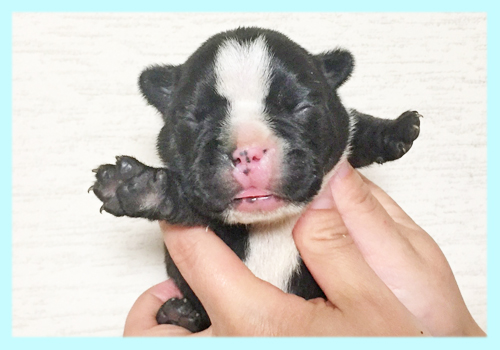 フレンチブルドッグ　パイド　オス　子犬販売の専門店　AngelWan　横浜
