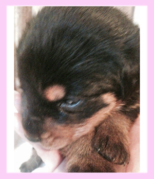 ロットワイラー　メス　子犬販売の専門店　AngelWan　横浜