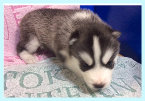 シベリアンハスキー ブラック&ホワイト オス 子犬販売の専門店 AngelWan 横浜