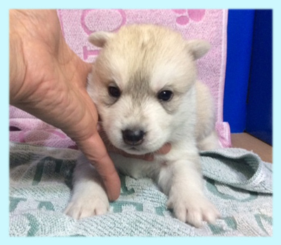 シベリアンハスキー　シルバー＆ホワイト　オス　子犬販売の専門店　AngelWan　横浜