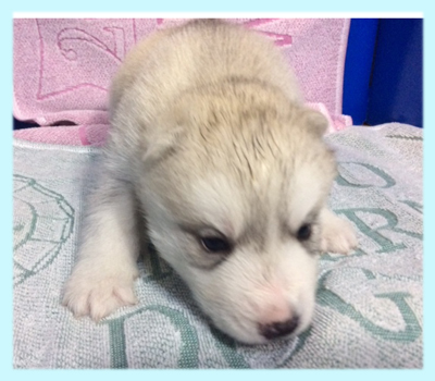 シベリアンハスキー　シルバー＆ホワイト　オス　子犬販売の専門店　AngelWan　横浜