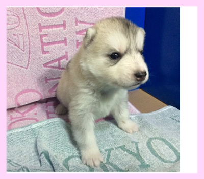 シベリアンハスキー　シルバー＆ホワイト　メス　子犬販売の専門店　AngelWan　横浜