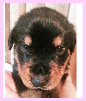 ロットワイラー　メス　子犬販売の専門店　AngelWan　横浜