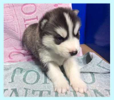 シベリアンハスキー ブラック&ホワイト オス 子犬販売の専門店 AngelWan 横浜