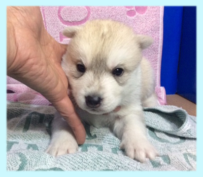 シベリアンハスキー　シルバー＆ホワイト　オス　子犬販売の専門店　AngelWan　横浜