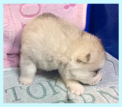 シベリアンハスキー　シルバー＆ホワイト　オス　子犬販売の専門店　AngelWan　横浜