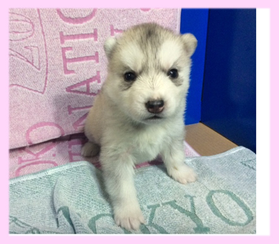 シベリアンハスキー　シルバー＆ホワイト　メス　子犬販売の専門店　AngelWan　横浜