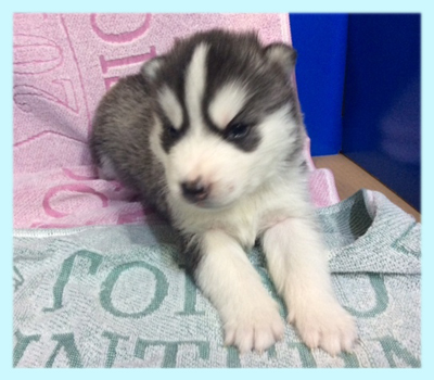 シベリアンハスキー ブラック&ホワイト オス 子犬販売の専門店 AngelWan 横浜