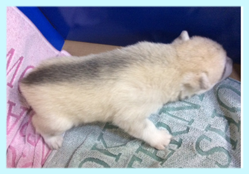 シベリアンハスキー　シルバー＆ホワイト　オス　子犬販売の専門店　AngelWan　横浜