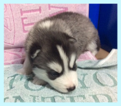 シベリアンハスキー ブラック&ホワイト オス 子犬販売の専門店 AngelWan 横浜