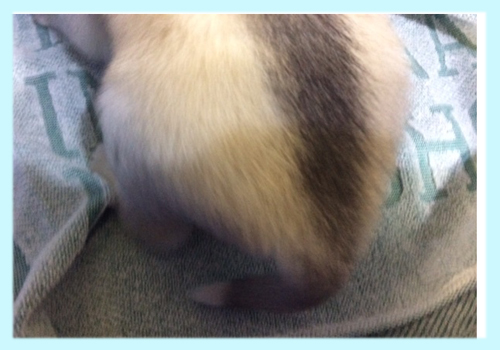 シベリアンハスキー　シルバー＆ホワイト　オス　子犬販売の専門店　AngelWan　横浜