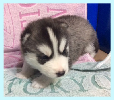 シベリアンハスキー ブラック&ホワイト オス 子犬販売の専門店 AngelWan 横浜