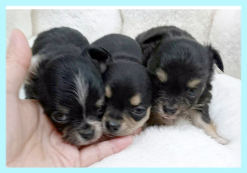 チワワ　オス　子犬販売の専門店　AngelWan　横浜