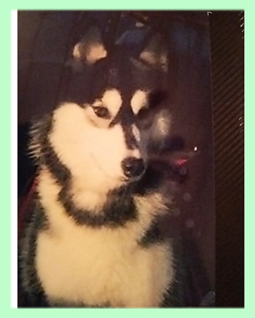 シベリアンハスキー　母犬　子犬販売の専門店　AngelWan　横浜